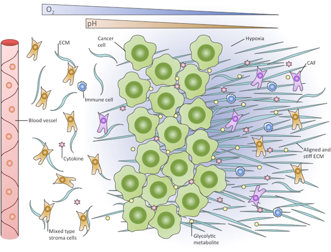 دواء واحد يقضي على أربعة سرطانات