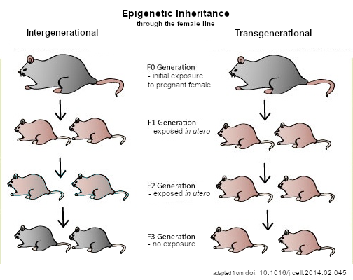 آباؤك يسلّمونك لياقتهم قبل ولادتك